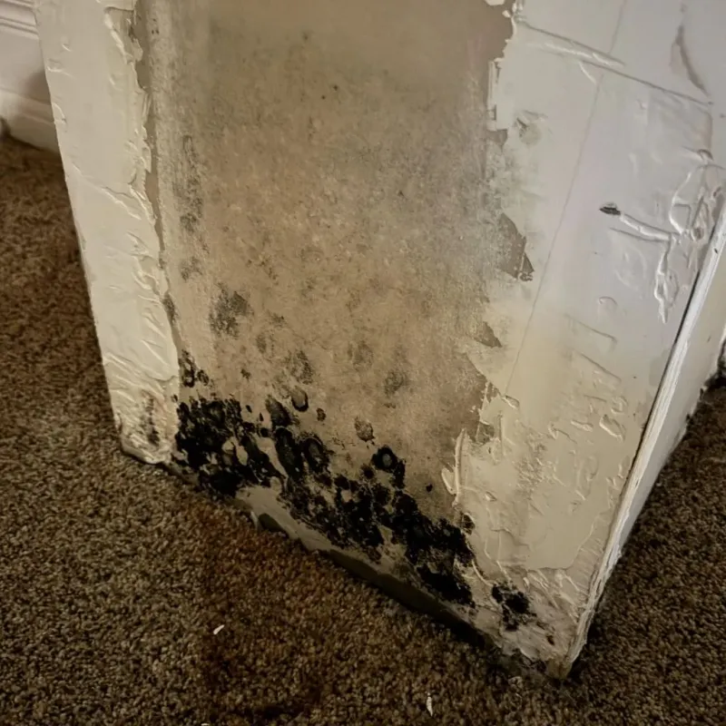 Professional Mold Removal in Electra, TX